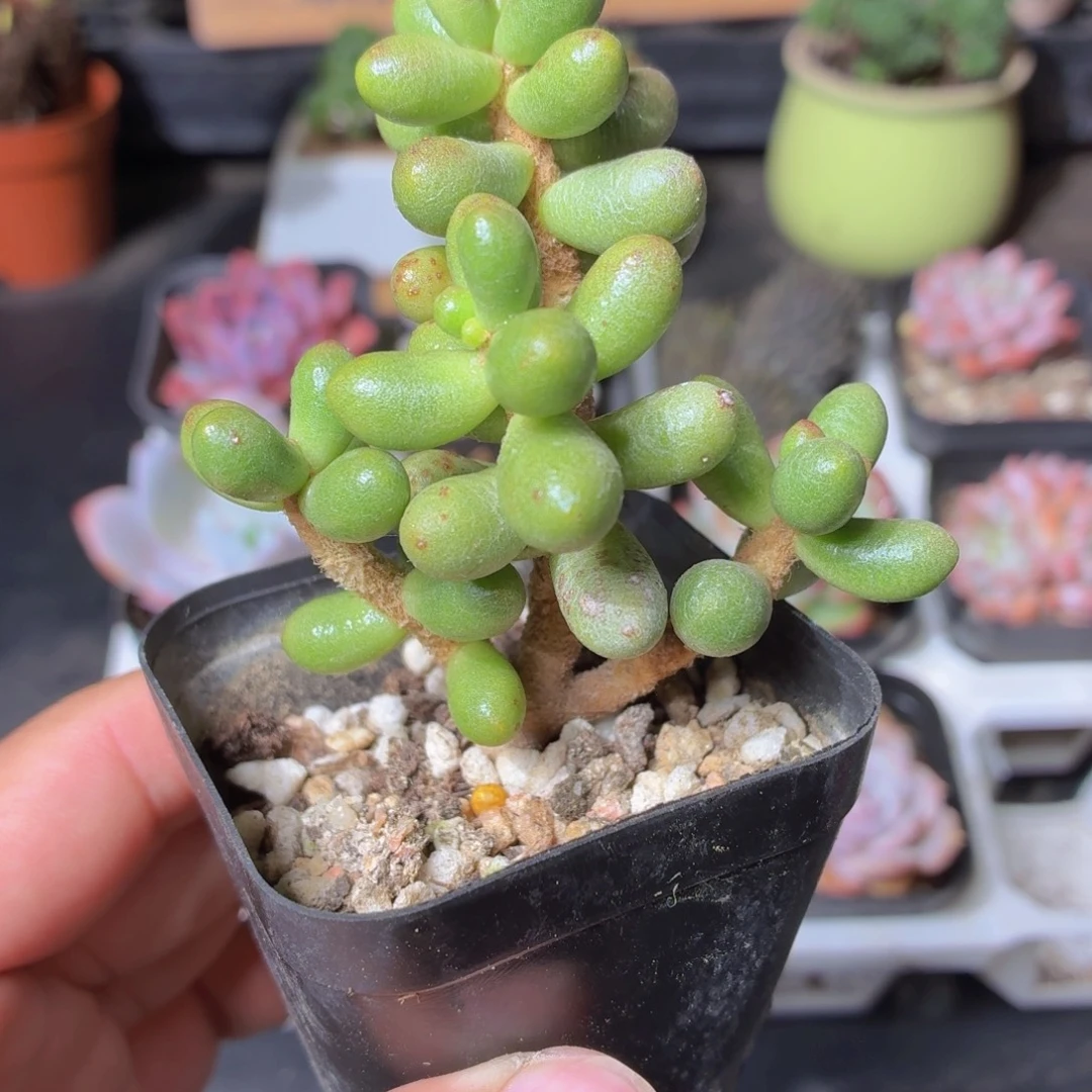 绿龟卵多肉9.9包邮发货