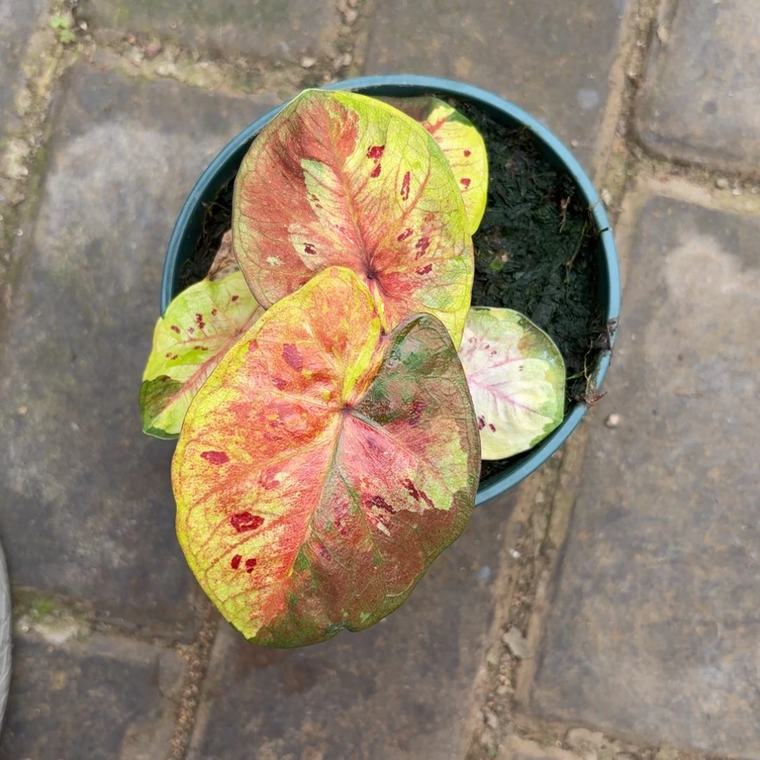 月光泰国 61-1106