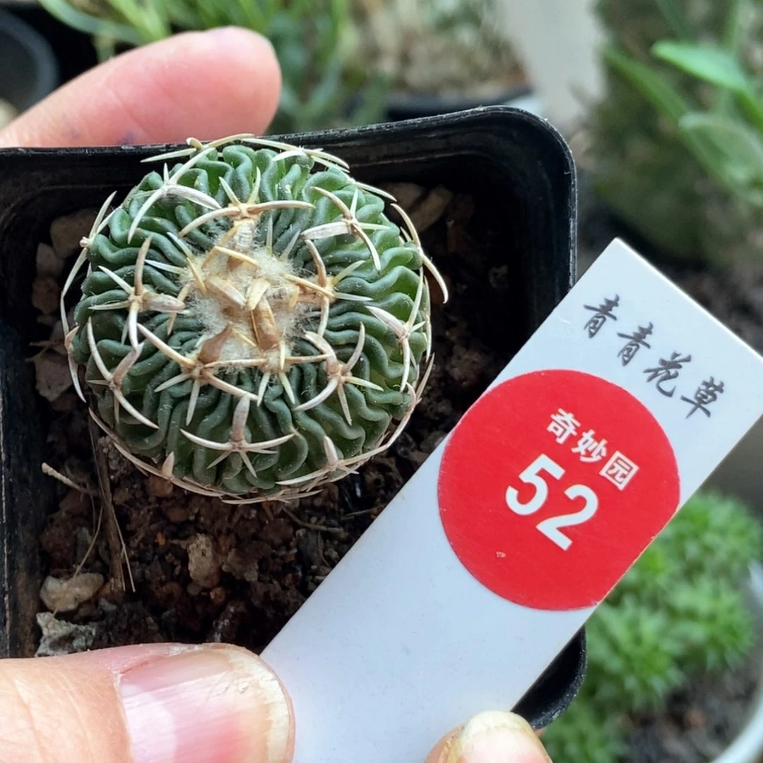 实生太刀岚2.9cm