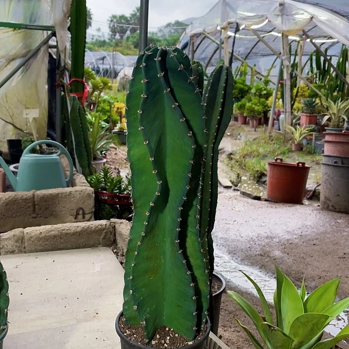 完全开放秘鲁无根侧芽含盆50cm