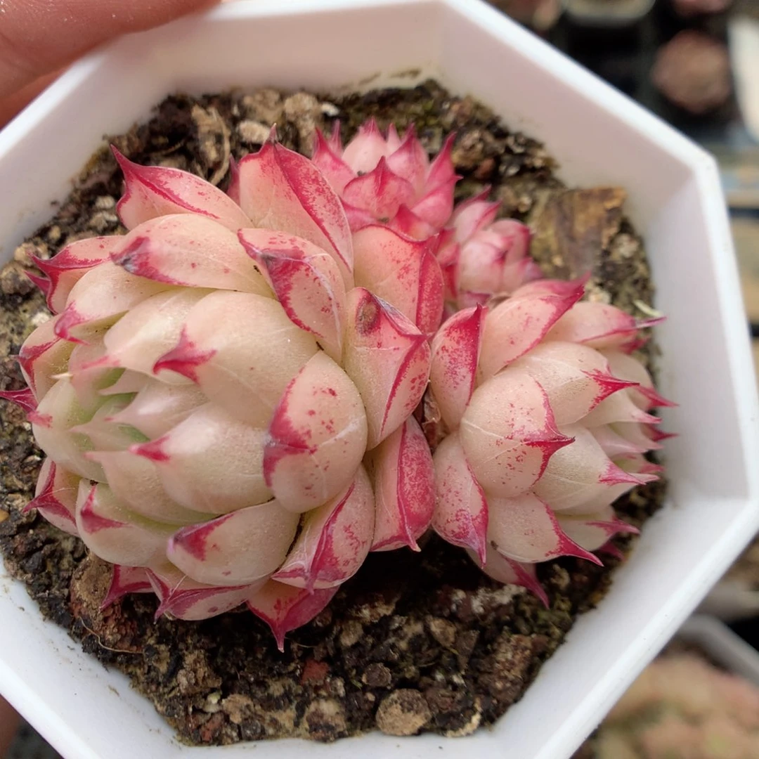 R27 ，20包邮两天凑单偏远不发货