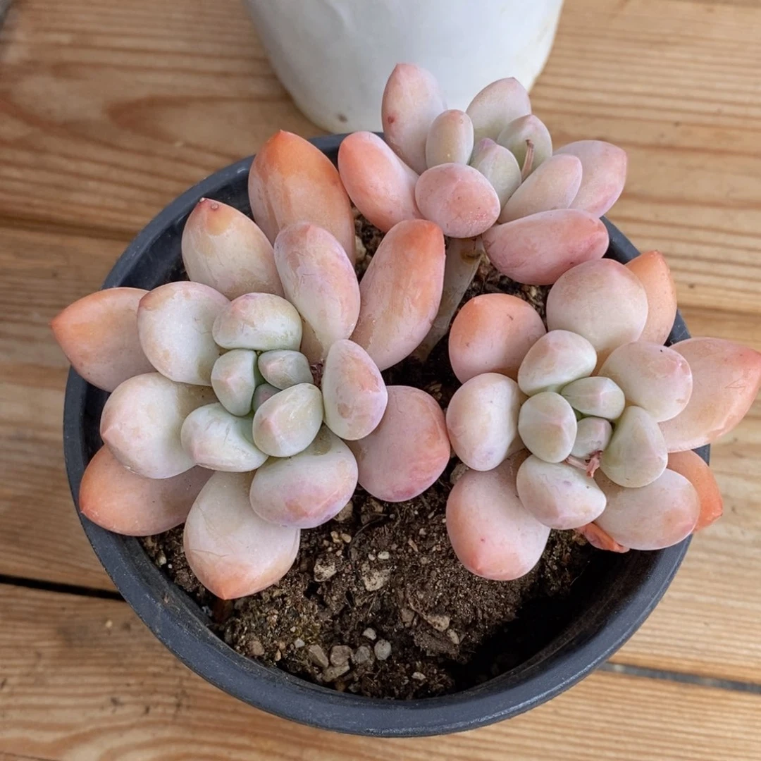 六一儿童节开炸一物一拍精品多肉_69