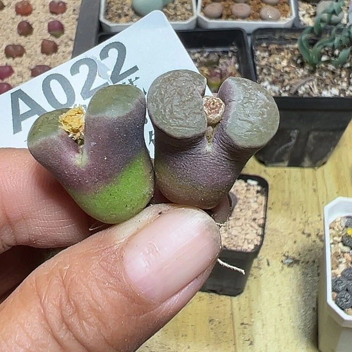 022号磁铁风铃2个zzyyyxyxxyx