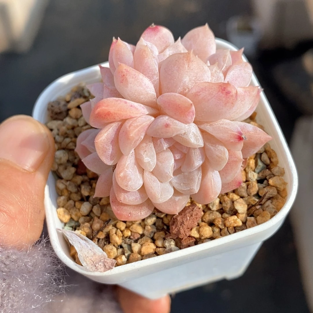 精品多肉一物一拍116