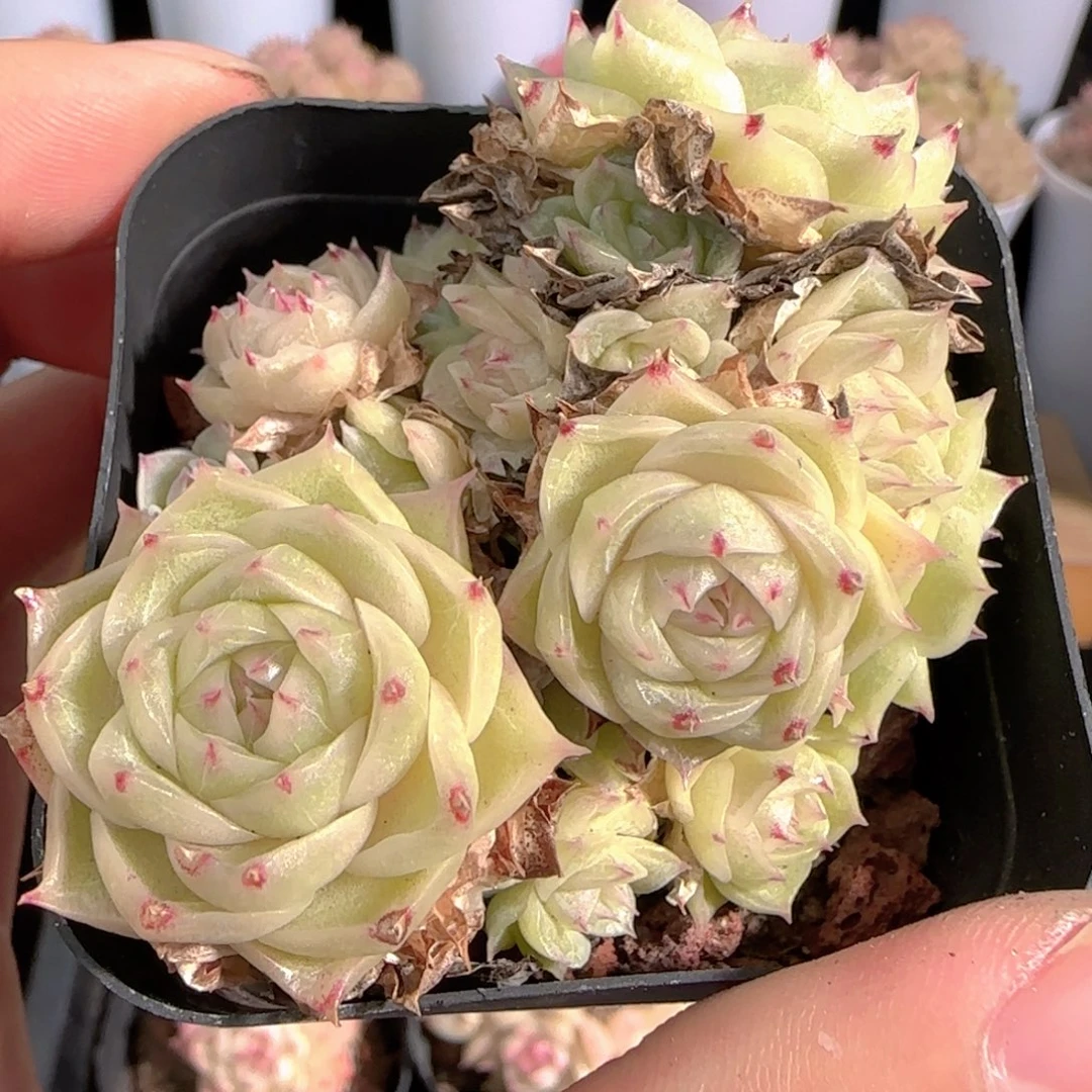 多肉0105-243麦秆群