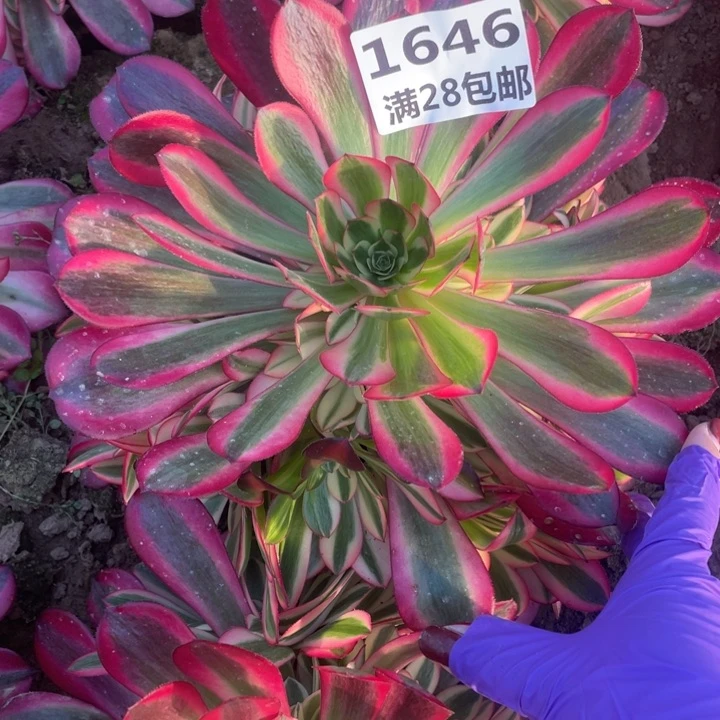 1646美杜莎哦一号棚E