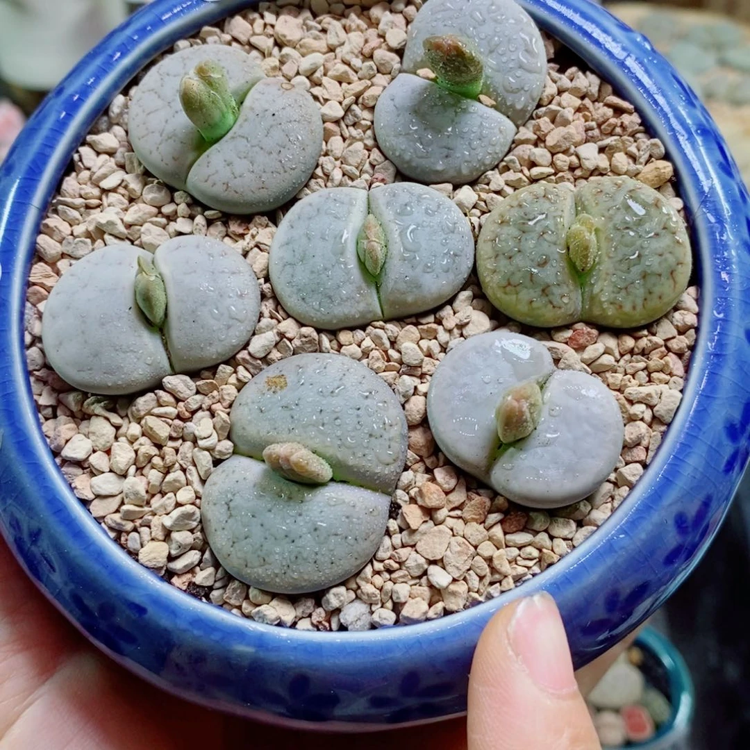 生石花花花花花花586