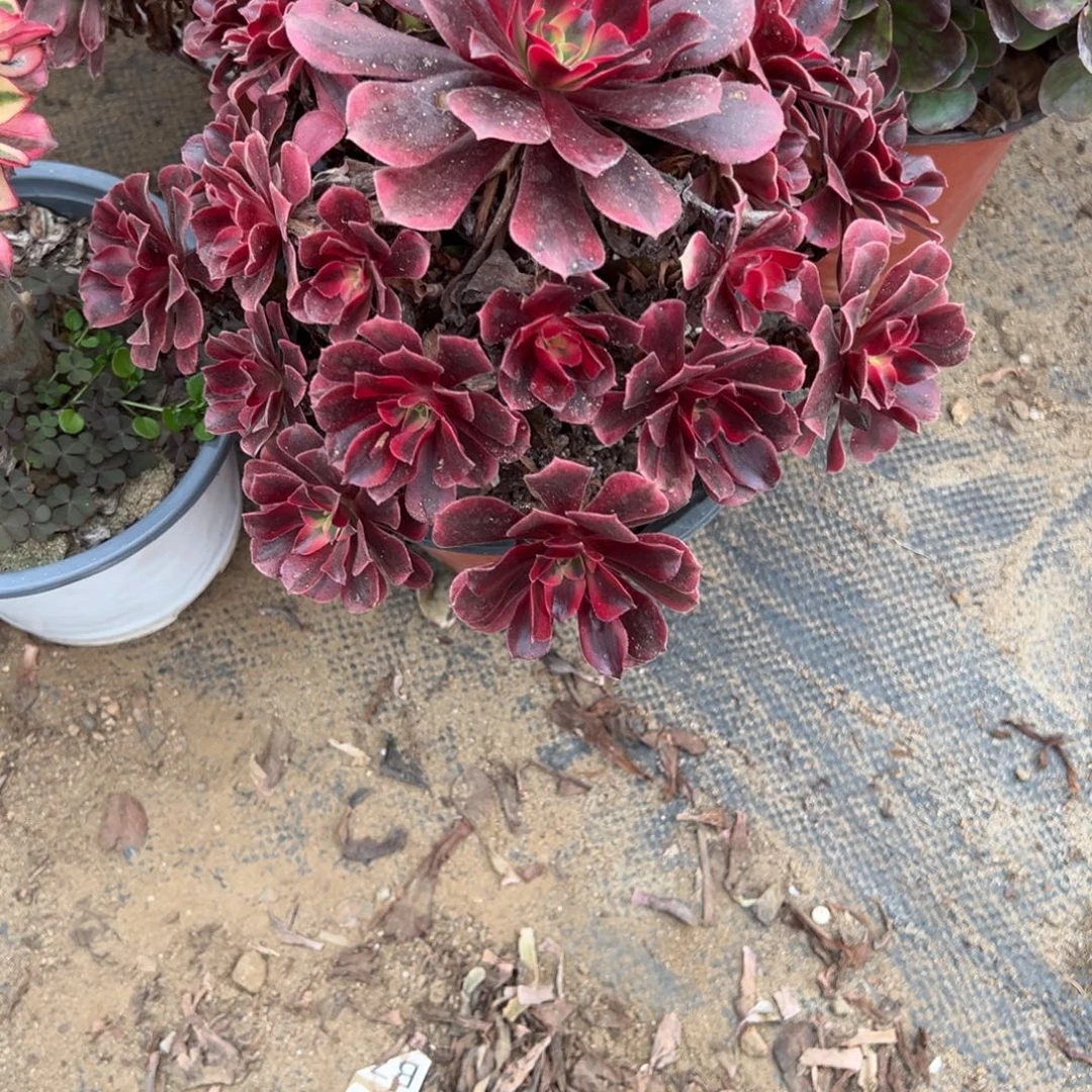 676美杜莎多肉植物法师多肉