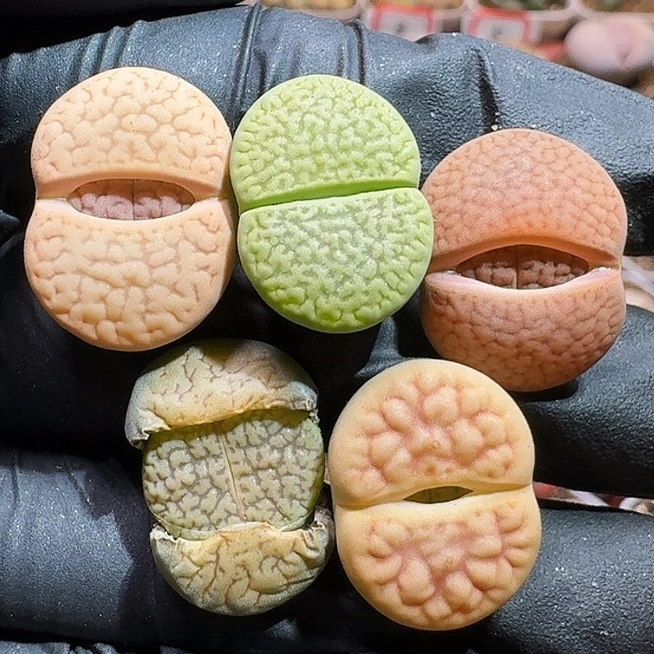 生石花222233。  169