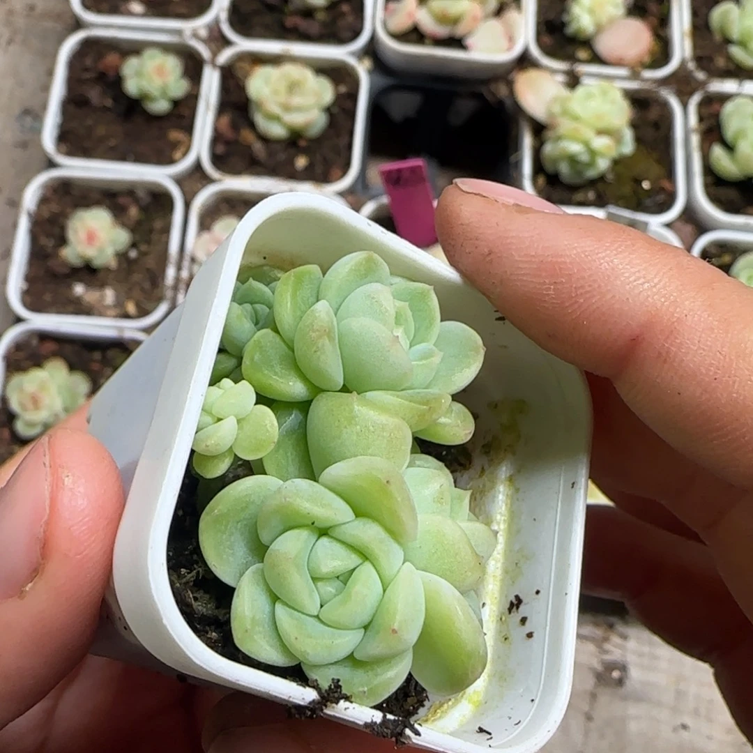 *****5头表妹盆1个满25包邮