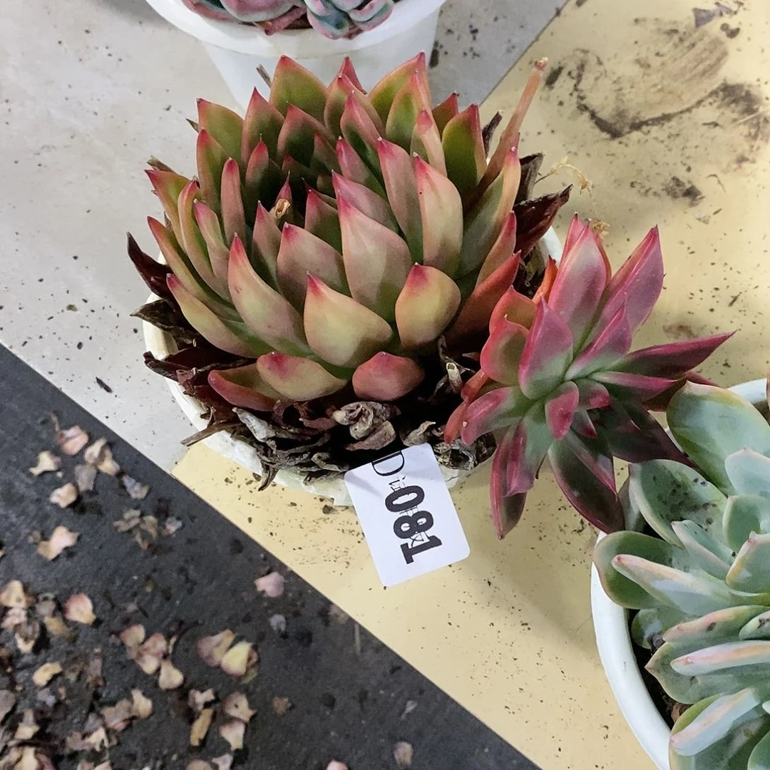 言****081弗兰克杂多肉植物