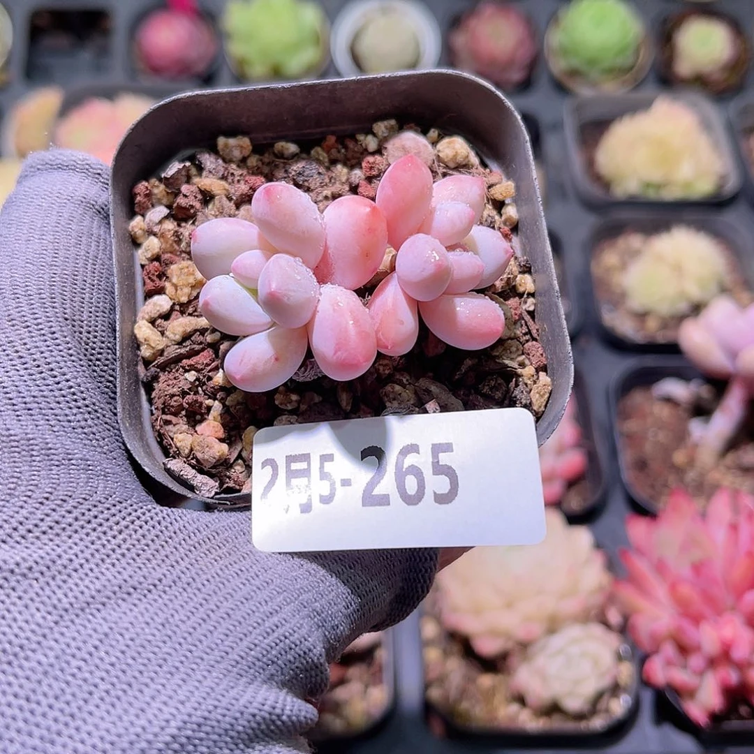 花05-265香水双头