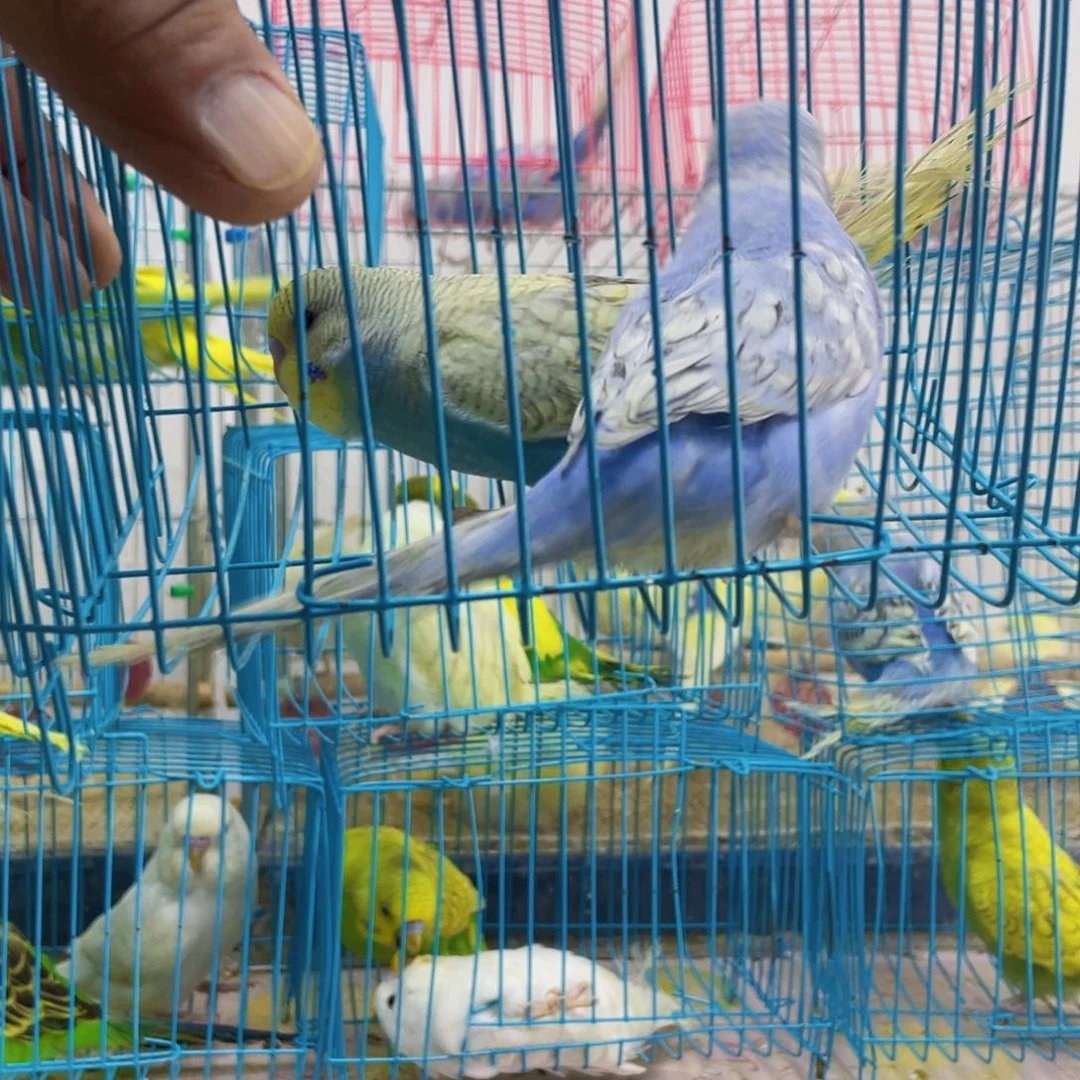 虎皮鹦鹉七*.Fought