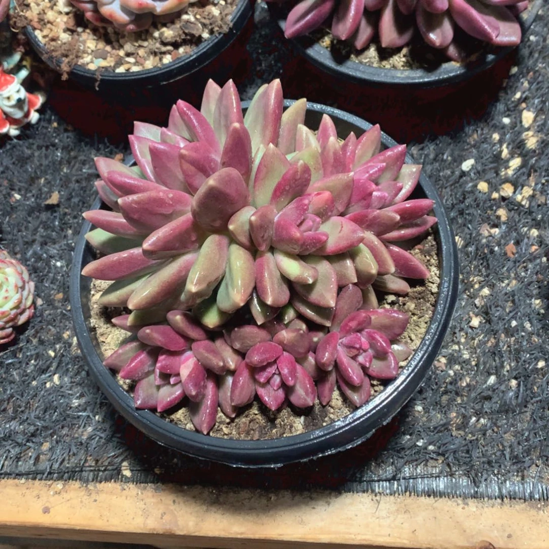 多肉植物多肉植物迷雾泡泡