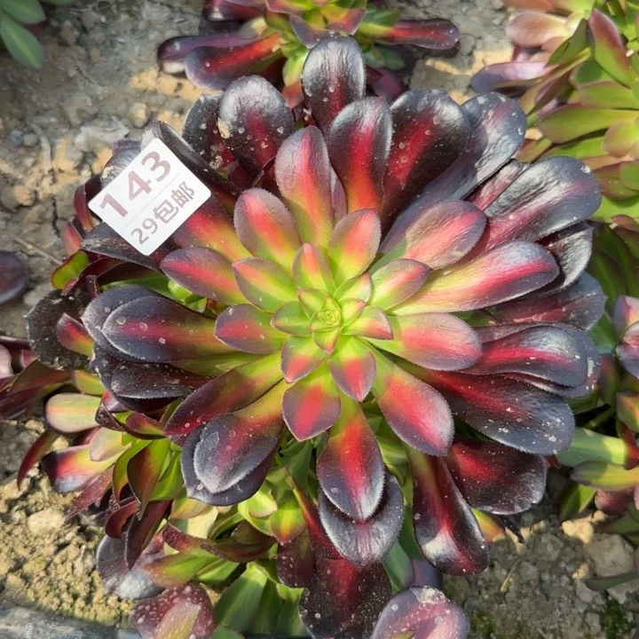 花娜……多肉植物……