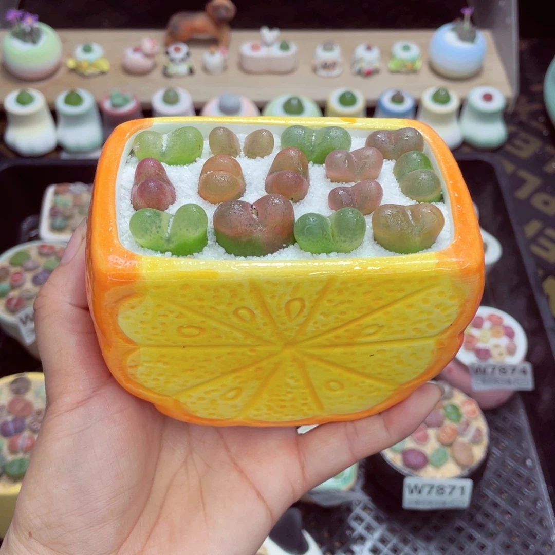 w7877 带盆土发货一物一拍