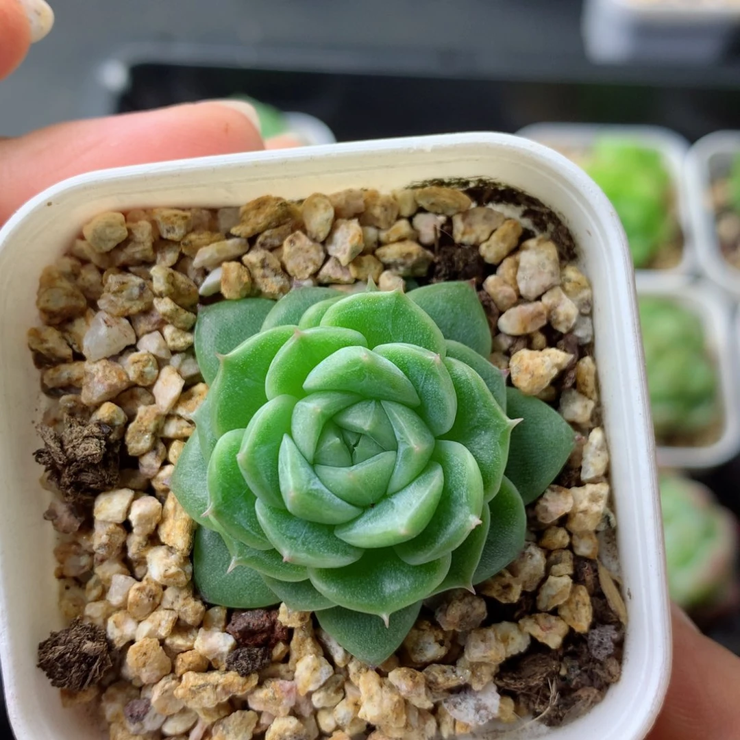 58包邮  群生不包整 55