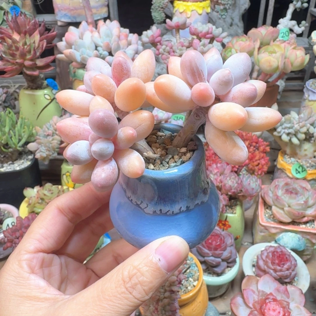 手指美人 多肉含盆土 一物一拍