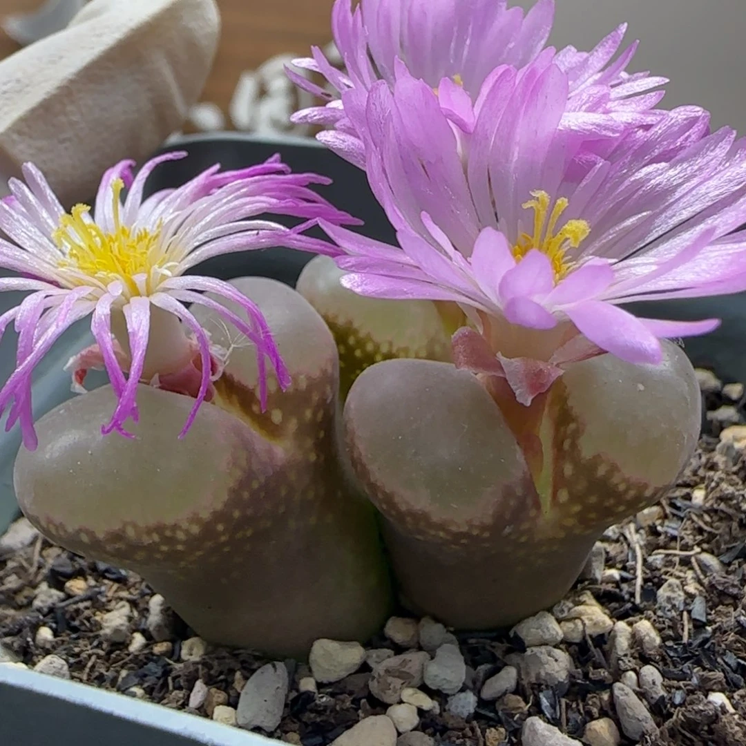 六***云9-30-当天满38包邮大型翻窗母本风铃