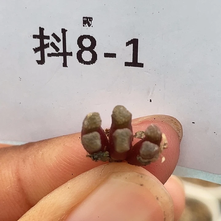 8-1火柴头多肉植物