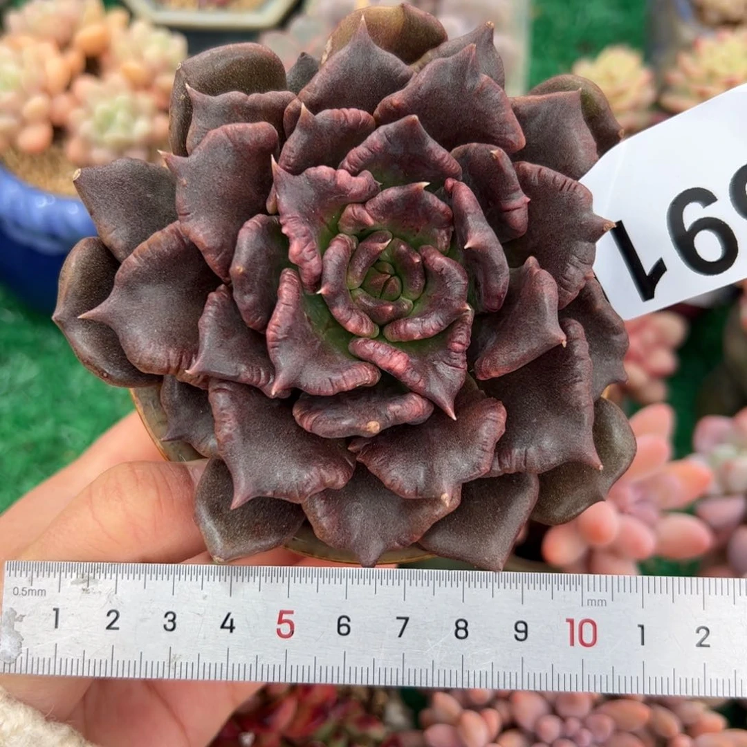 忘*691 多肉植物组合盆栽