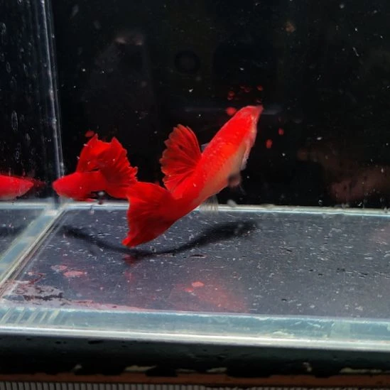 孔雀鱼血红大背一对