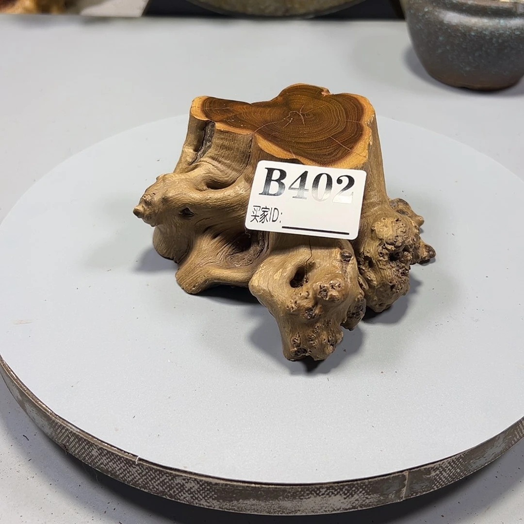 大果紫檀（缅甸花梨）春**意