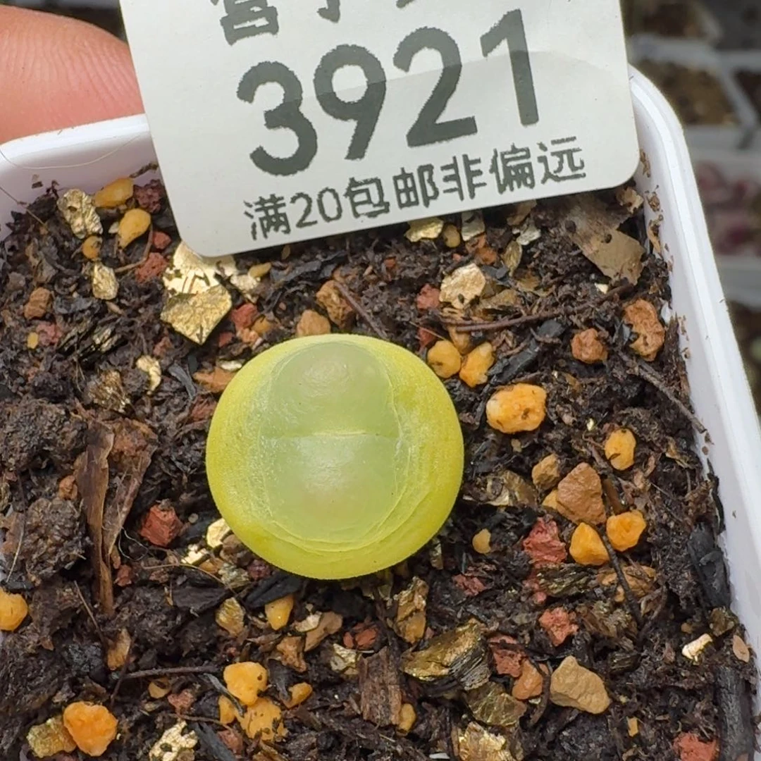 拉登1.4➕脱土1200