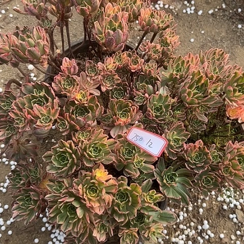 多肉植物甜茶750
