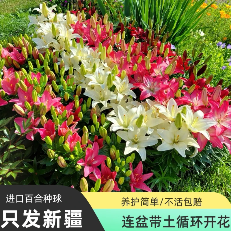 【5颗一盆】香水百合进口种球（四季可种只发新疆）