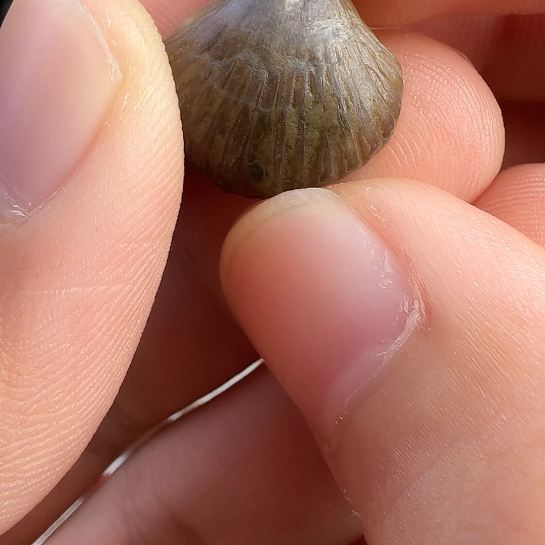 铜贝壳化石侧挂侧挂