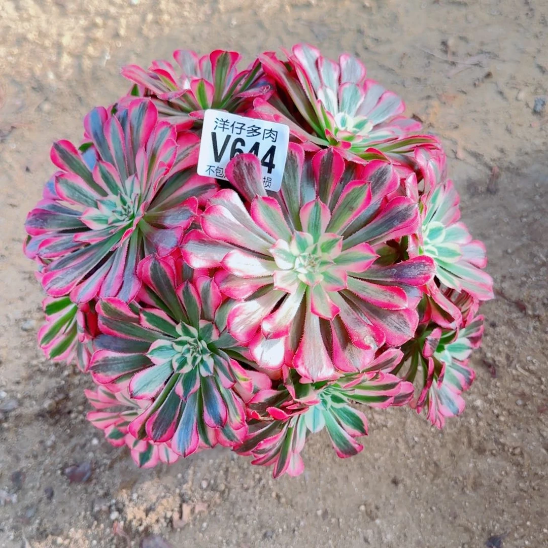 红铜白法师644冠幅23