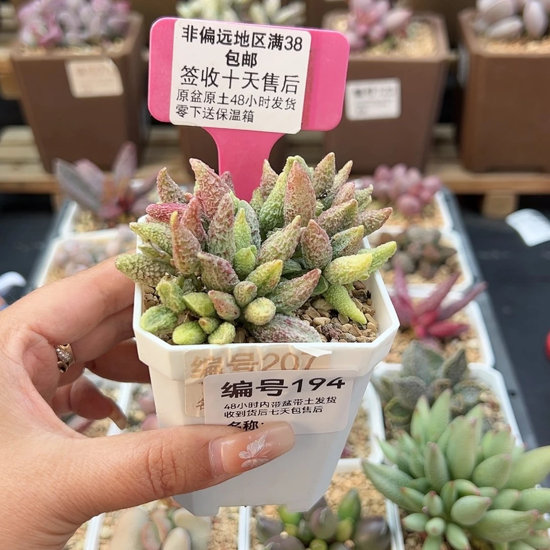 朝****?194七彩仙女多肉植物