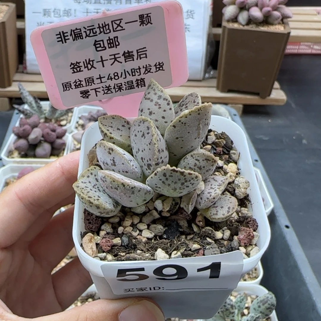 591蝴蝶马丁多肉