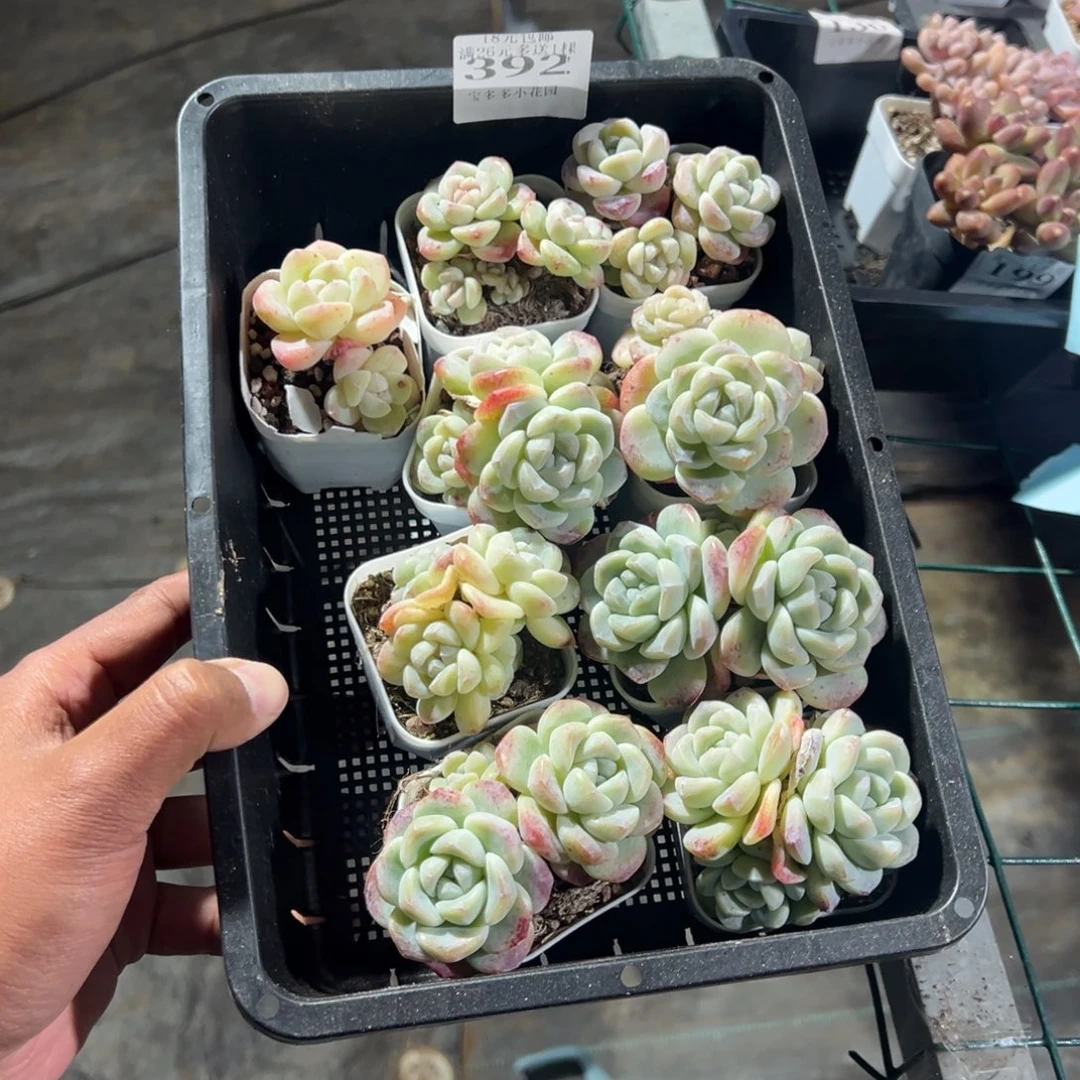 C***o392号到手一筐冰玉 一物一拍