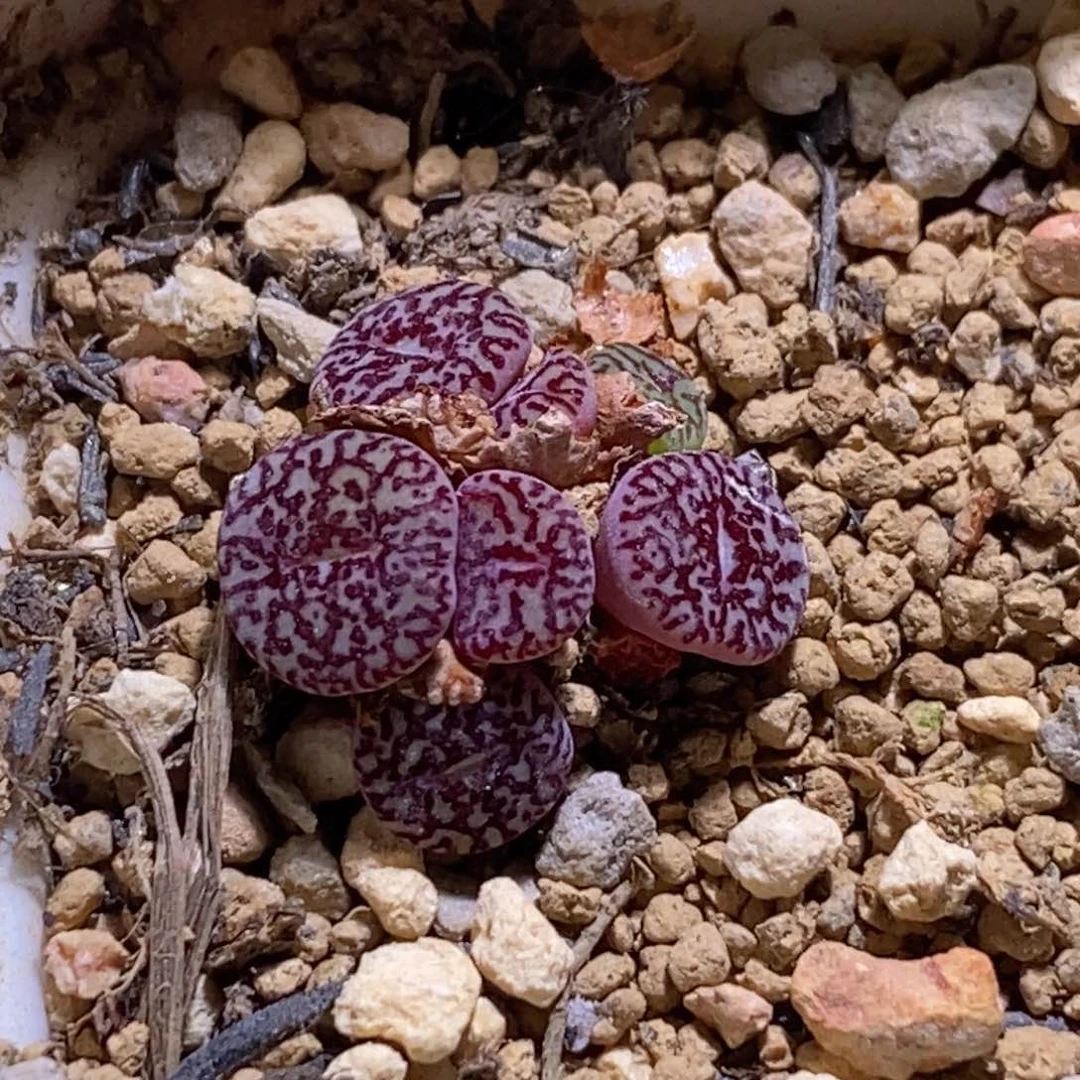 一颗大叔种缘cr超墨