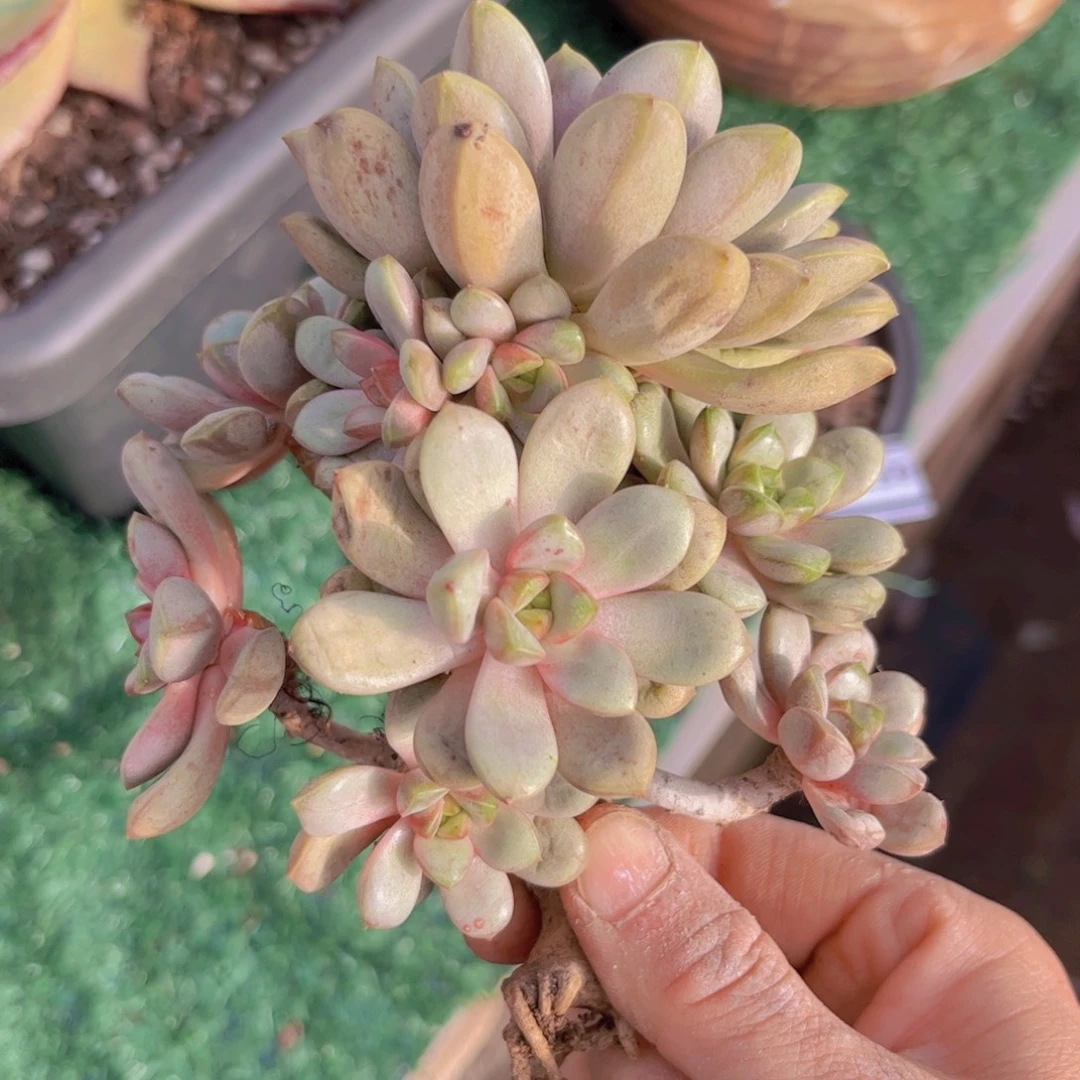 葡萄微瑕3169多肉植物