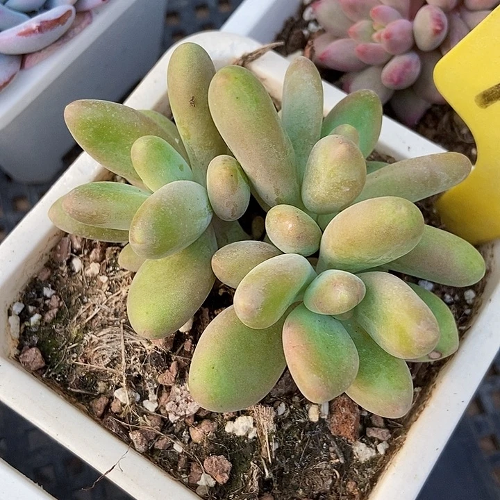 多肉植物芒果奶1856