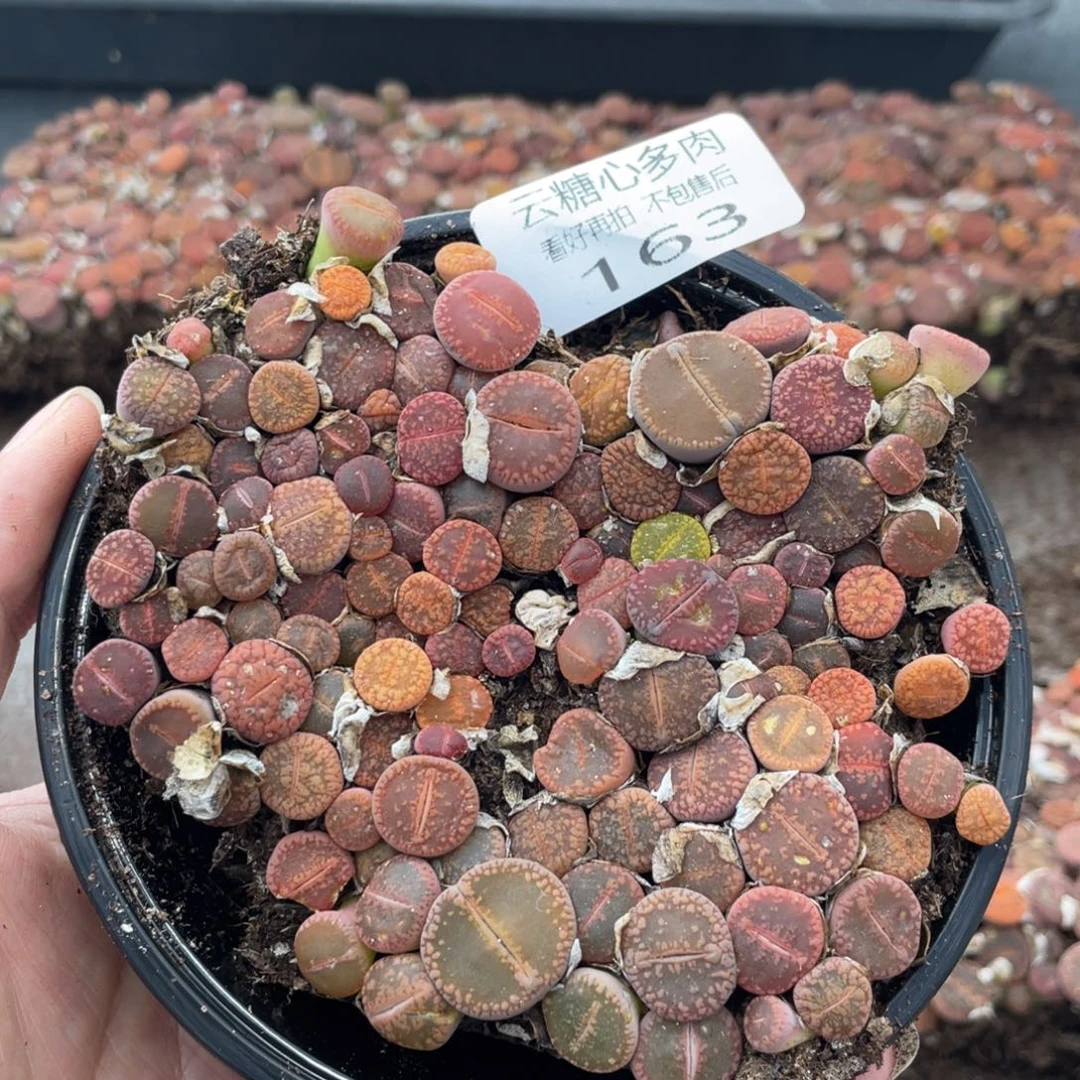 云糖心多肉植物163