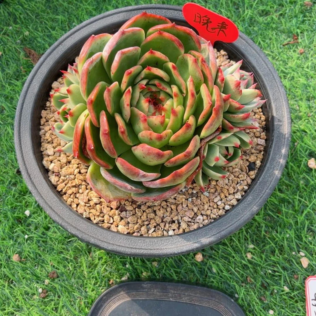 晚****惊鸿仙子一物一拍