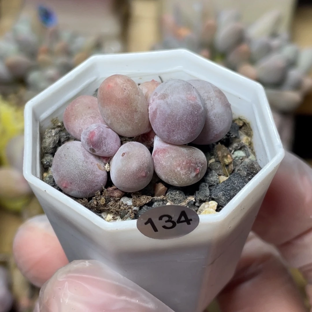 彩虹奶酪多肉植物