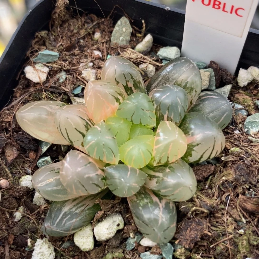 638冰灯锦一物一拍