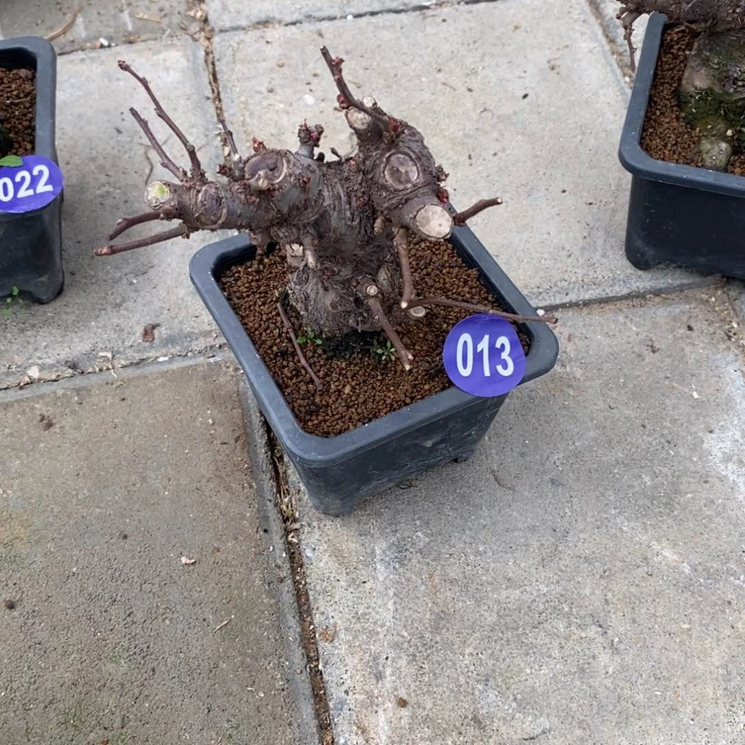 红陶石***军红红火火过大年013