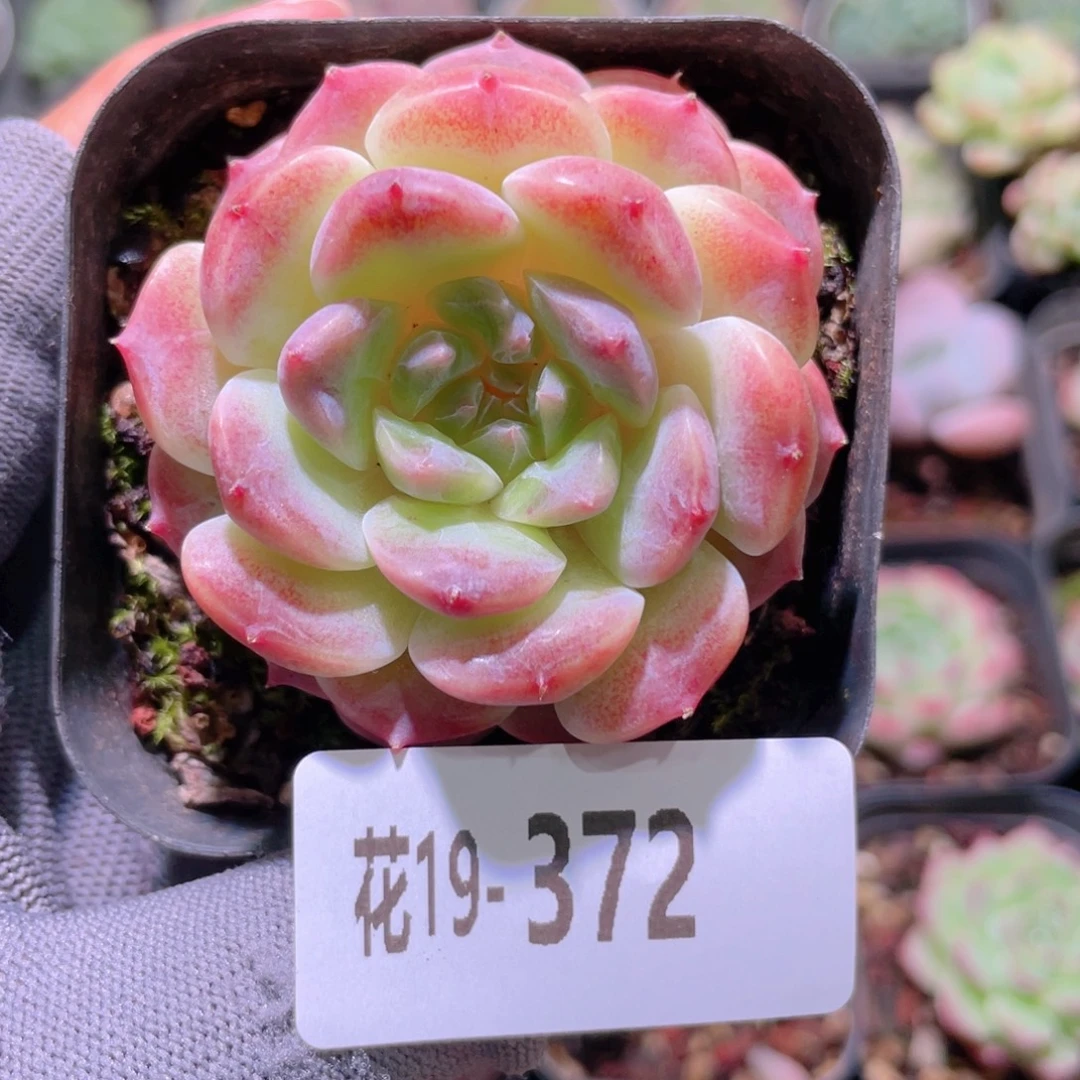 花利美19-372秘境冰魄
