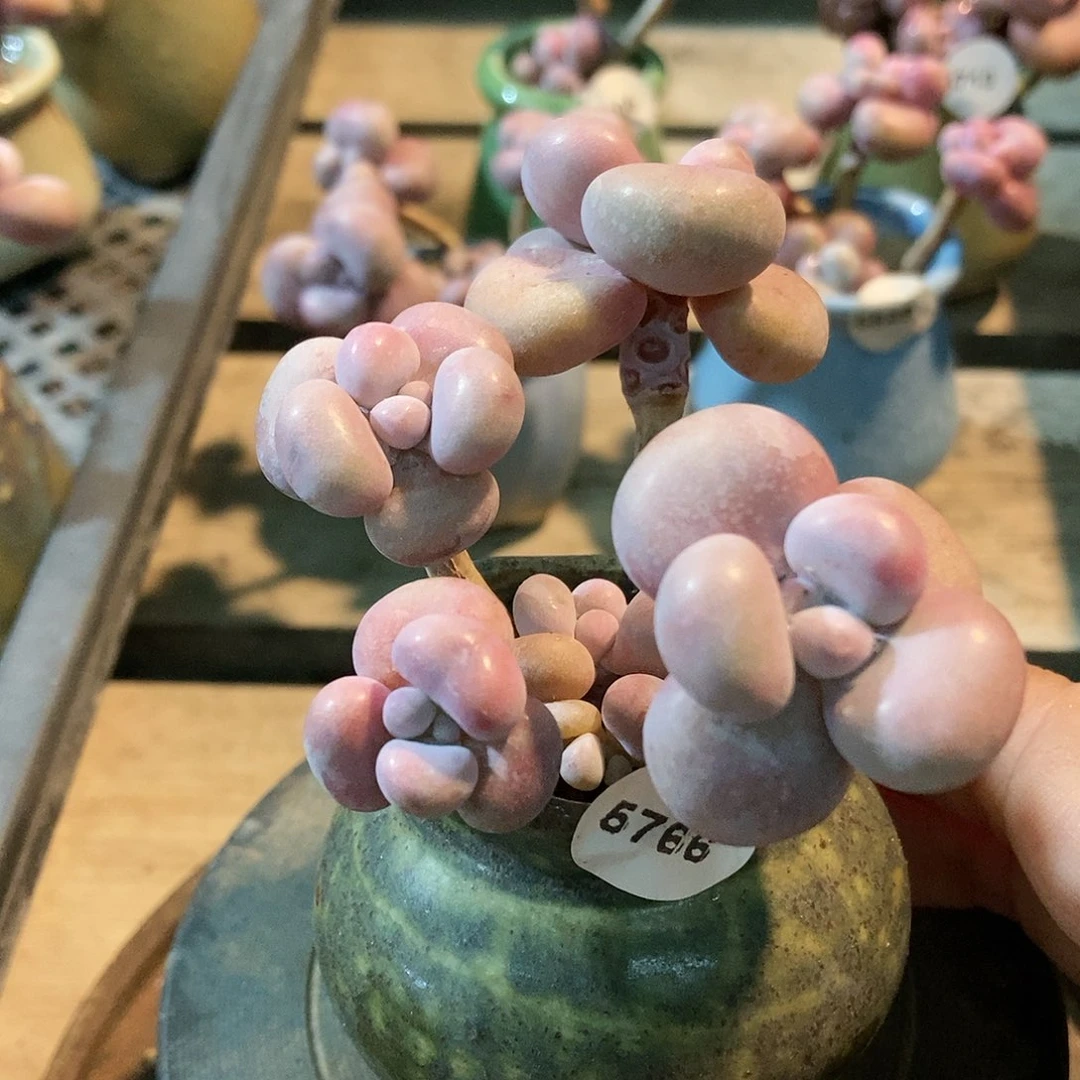 5766糖果腰子蛋带盆土