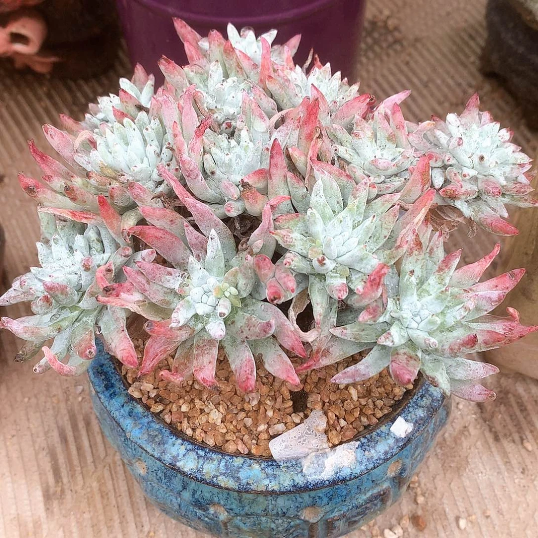 2108雪花仙女杯多肉