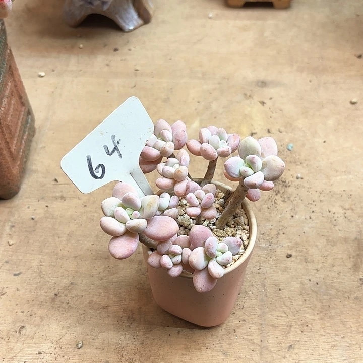 多肉植物，落神64号