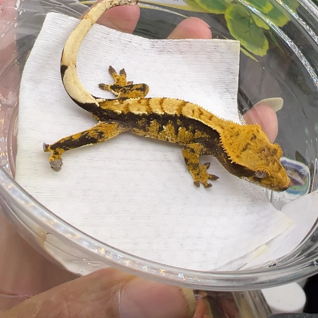 睫角守宫橙纹超黑底奶油三色