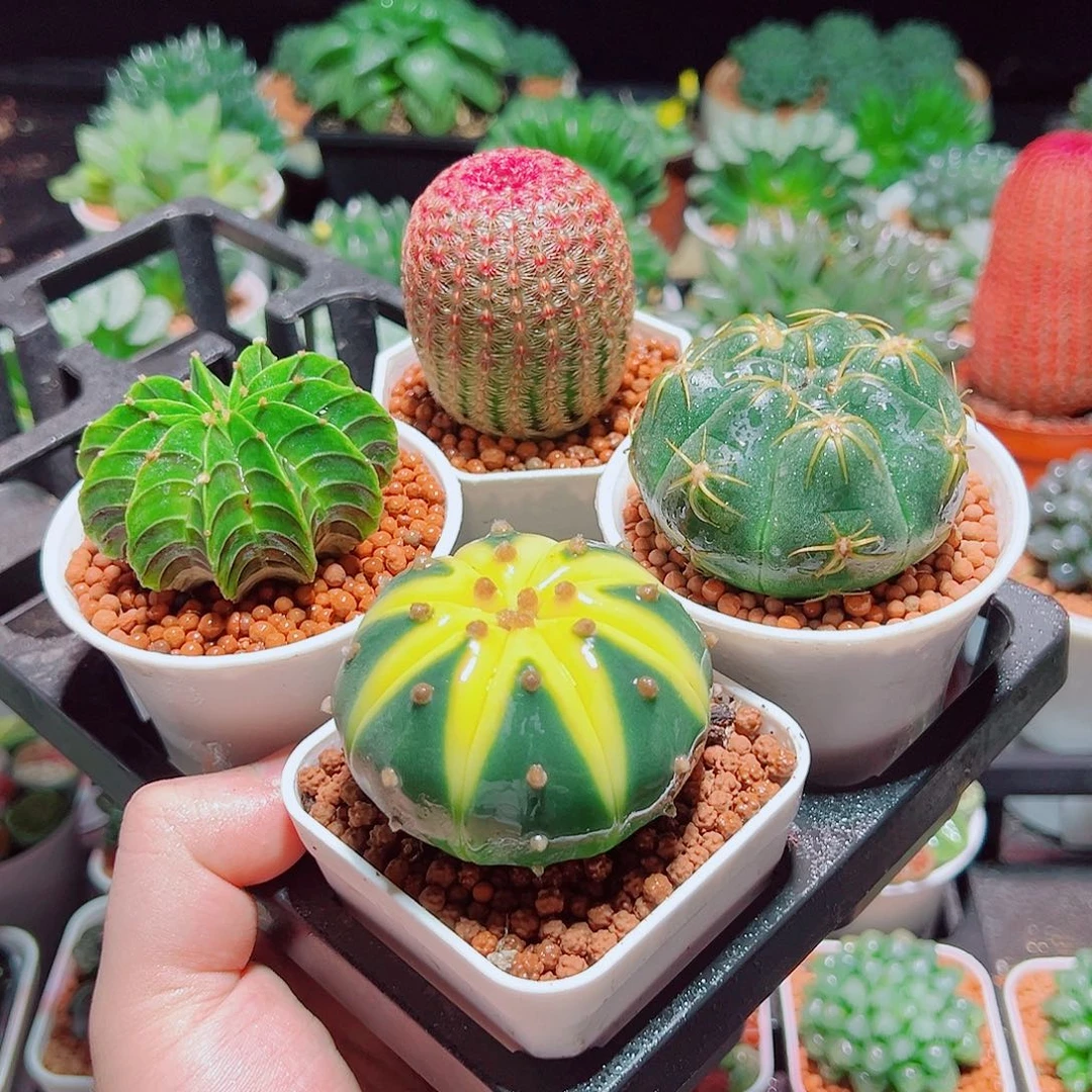 星兜锦红太阳肋骨海王原盆土