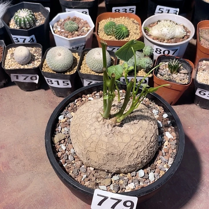 779泰国大荔枝龟，